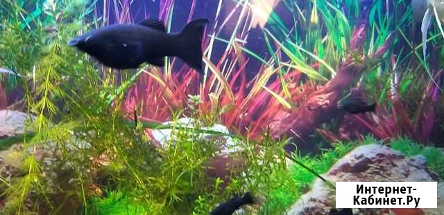 Рыбки Воронеж - изображение 1