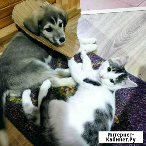 Котёнок и щенок не крупный ищут дом Екатеринбург - изображение 1
