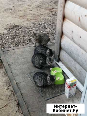 Котята в добрые руки Воровского - изображение 1