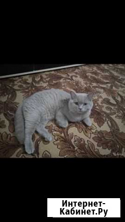 Вязка. Кот ищет принцессу Сочи - изображение 1