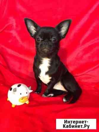 Чихуахуа девочка Ростов-на-Дону