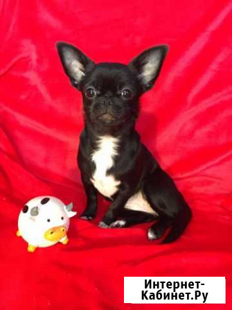 Чихуахуа девочка Ростов-на-Дону - изображение 1