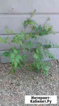 Лиана Ставрополь