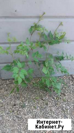 Лиана Ставрополь - изображение 1