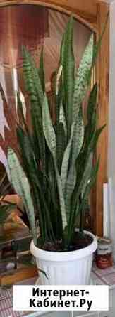 Сансевиерия (тещин язык) цветущая 1.15 м Севастополь