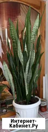 Сансевиерия (тещин язык) цветущая 1.15 м Севастополь - изображение 1