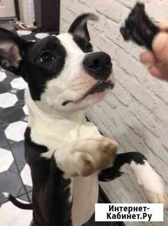 Лакомства для собак Саратов