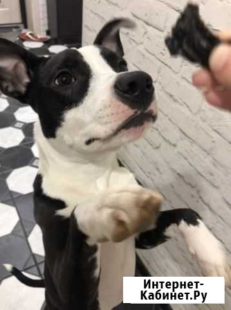 Лакомства для собак Саратов - изображение 1