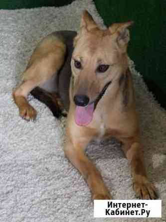 Собака Санкт-Петербург