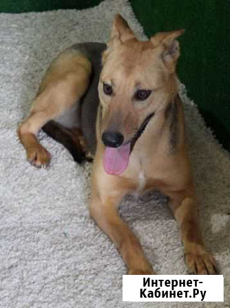 Собака Санкт-Петербург - изображение 1