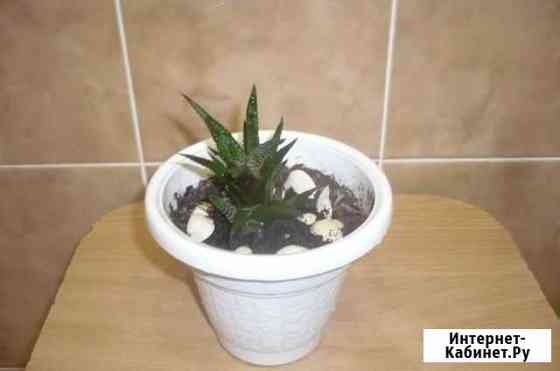 Цветок Суккулент Ростов-на-Дону