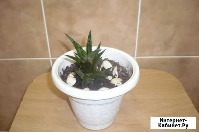 Цветок Суккулент Ростов-на-Дону - изображение 1