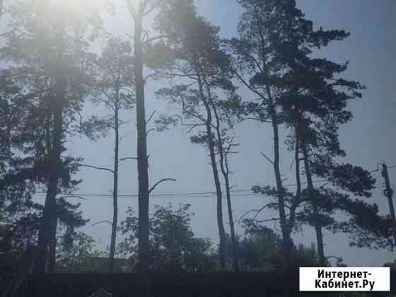 Деревья отдам Воронеж