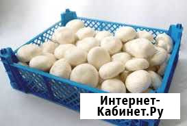 Ящик пластиковый Белгород - изображение 1