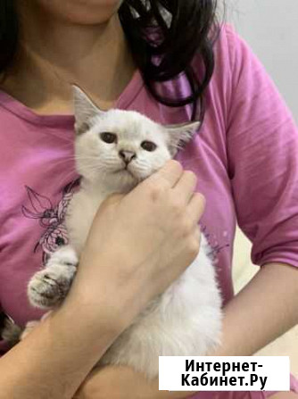 Котенок Оренбург - изображение 1