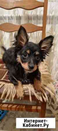 Той-терьер Волгоград