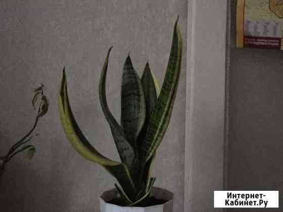 Сансевиерия Чебоксары