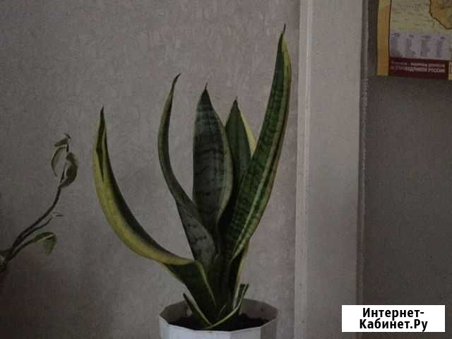 Сансевиерия Чебоксары - изображение 1