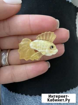 Броши из янтаря фигуры Калининград - изображение 1