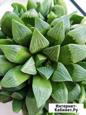 Haworthia Retusa Астрахань