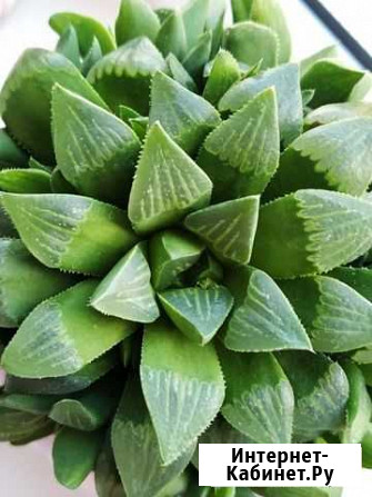 Haworthia Retusa Астрахань - изображение 1