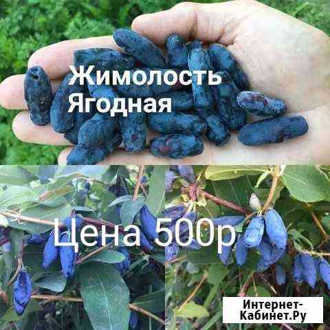 Жимолость, ежевика, инжир, клубника, кизил, гинкго Михайловка