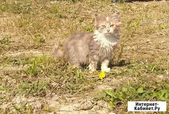 Котята в добрые руки бесплатно Новороссийск