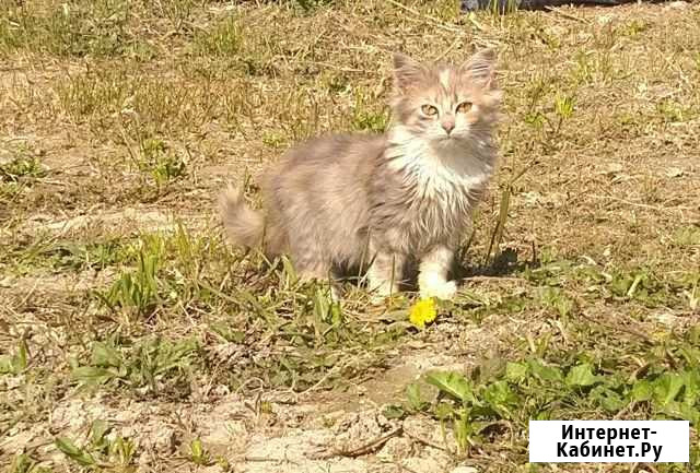 Котята в добрые руки бесплатно Новороссийск - изображение 1