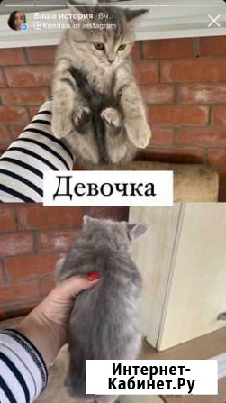 Кошка Каневская - изображение 1