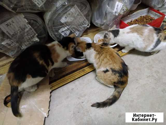Котята в добрые руки Дзержинский - изображение 1