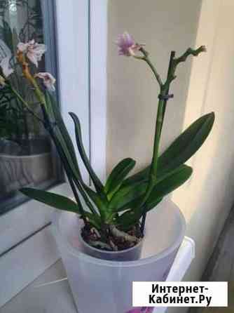 Орхидея фаленопсис мультифлора Шанель 7 Липецк