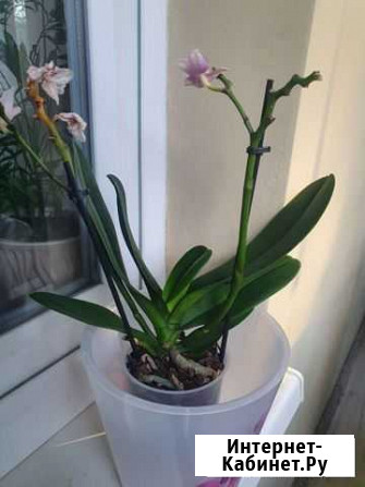 Орхидея фаленопсис мультифлора Шанель 7 Липецк - изображение 1