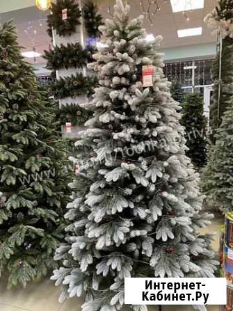 Ель Императрица в снегу 230см Краснодар - изображение 1
