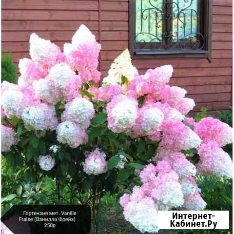 Гортензия Пирогово - изображение 1