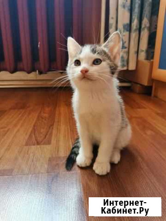 Котята от шотландской кошки Супонево - изображение 1