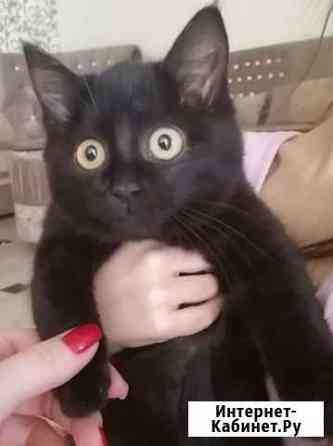 Котик Ессентуки