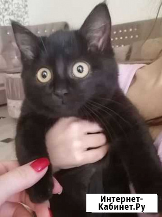 Котик Ессентуки - изображение 1