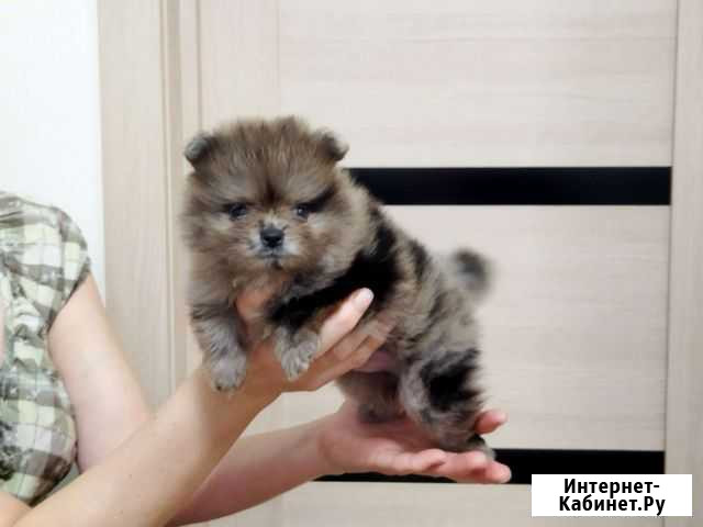 Шпицульки мерль Москва - изображение 1