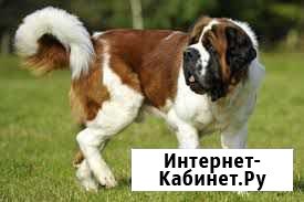 Щенки сенбернара Иркутск - изображение 1