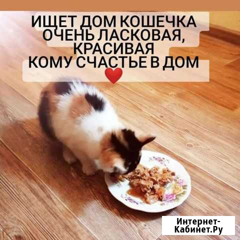 Крошка ищет дом Благовещенск - изображение 1