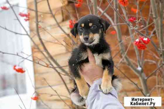 Щенок Рэм 2 мес, среднего размера. Доставим домой Новосибирск