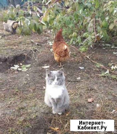 Кошка Ступино - изображение 1