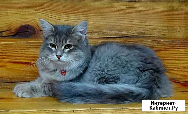Сибирская кошка Пенза - изображение 1