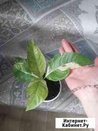 Фикус septica white var Ангарск