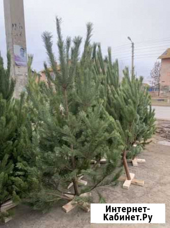 Ёлки Астрахань - изображение 1