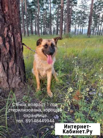 Собака в добрые руки Улан-Удэ - изображение 1