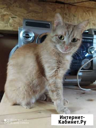 Кошка Казань - изображение 1