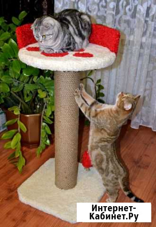 Когтеточка для котят и кошек Выкса - изображение 1