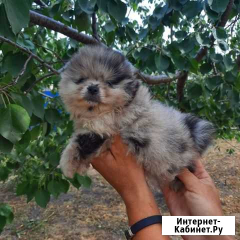 Девочка мерле Лиски - изображение 1