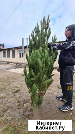 Сосна новогодняя оптом Краснодар - изображение 1